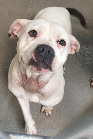 “Dolly” is a female American Bulldog in kennel No. 32b, ID No. 6709. Photo courtesy of Lake County Animal Care and Control. 6709dollyambulldog