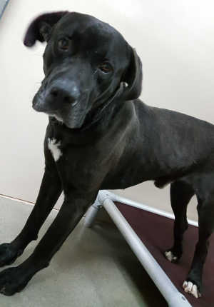 This male pit bull-Labrador Retriever mix is in kennel No. 28, ID No. 6737. Photo courtesy of Lake County Animal Care and Control. 6737docker