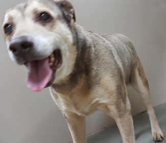 “Tesa” is a senior female shepherd mix in kennel No. 17a, ID No. 6783. Photo courtesy of Lake County Animal Care and Control. 6783shepherdmix