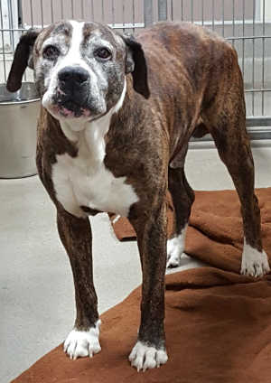 “Tye” is a senior male bullmastiff mix in kennel No. 17b, ID No. 6784. Photo courtesy of Lake County Animal Care and Control. 6784bullmastiff