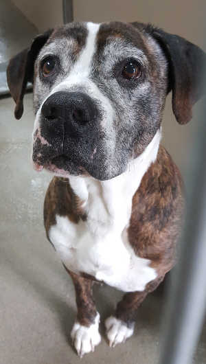 “Tye” is a senior male bullmastiff mix in kennel No. 17b, ID No. 6784. Photo courtesy of Lake County Animal Care and Control. 6784bullmastiffnew