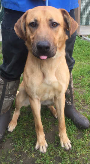 This male shepherd-Labrador Retriever mix is in kennel No. 8, ID No. 6791. Photo courtesy of Lake County Animal Care and Control. 6791labshepmix