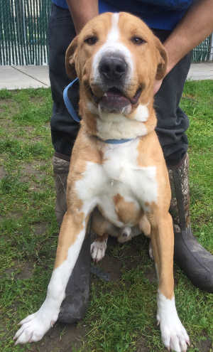 This male Labrador Retriever-Shar Pei in kennel No. 18, ID No. 6795. Photo courtesy of Lake County Animal Care and Control. 6795sharpeilab