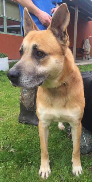 “King” is a male German Shepherd in kennel No. 20, ID No. 6796. Photo courtesy of Lake County Animal Care and Control. 6796shepherdking