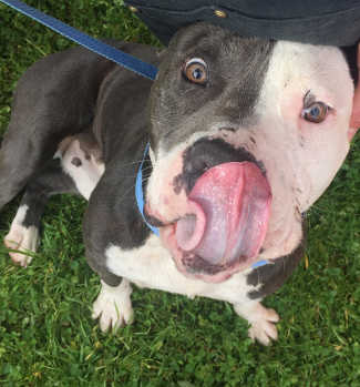 This male pit bull terrier mix is in kennel No. 12, ID No. 6801. Photo courtesy of Lake County Animal Care and Control. 6801pitmix