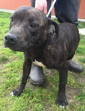 This female pit bull terrier is in kennel No. 13, ID No. 6802. Photo courtesy of Lake County Animal Care and Control. 6802pitmix