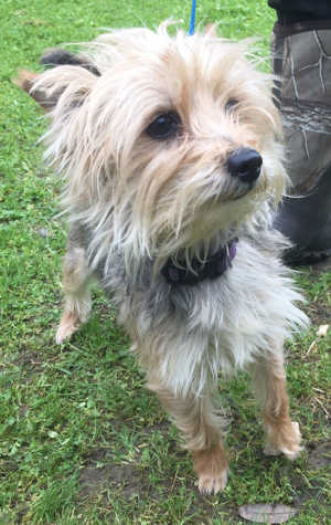 “Lucy” is a little female Yorkshire Terrier mix in kennel No. 9a, ID No. 6825. Photo courtesy of Lake County Animal Care and Control. 6825yorkiemix