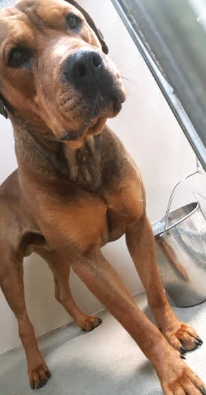 This male mastiff-pit bull terrier is in kennel No. 22, ID No. 6835. Photo courtesy of Lake County Animal Care and Control. 6835mastiffmix