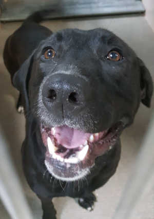 “Bronco” is a male Labrador Retriever-pit bull terrier in kennel No. 26, ID No. 6842. Photo courtesy of Lake County Animal Care and Control. 6842labmix
