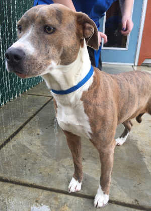 “Annie” is a young female pit bull terrier mix in kennel No. 18a, ID No. 6876. Photo courtesy of Lake County Animal Care and Control. 6876anniepitbull