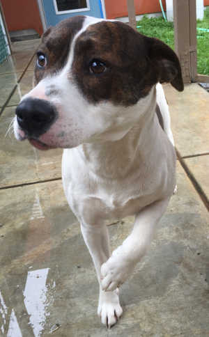 “Spot” is a young female pit bull terrier in kennel No. 18b, ID No. 6877. Photo courtesy of Lake County Animal Care and Control. 6877spotpitbull
