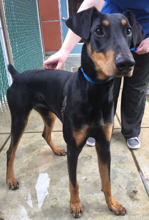 This male Doberman Pinscher is in kennel No. 23, ID No. 6915. Photo courtesy of Lake County Animal Care and Control. 6925doberman