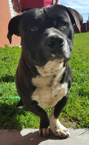 This male pit bull terrier-basset hound mix is in kennel No. 11, ID No. 6967. Photo courtesy of Lake County Animal Care and Control. 6967pitbassetmix
