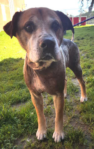 This male pit bull terrier is in kennel No. 16, ID No. 6978. Photo courtesy of Lake County Animal Care and Control. 6978pitmix