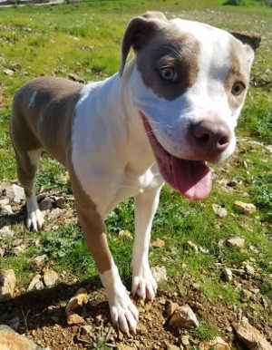 This female pit bull terrier is in kennel No. 10, ID No. 6988. Photo courtesy of Lake County Animal Care and Control. 6988pitmix