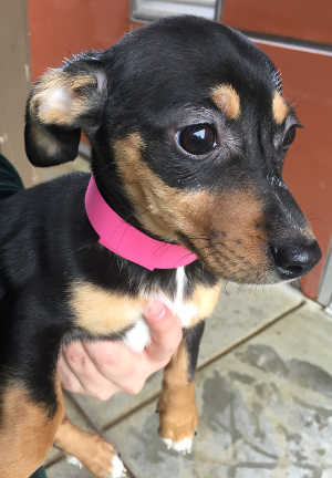 This female Chihuahua-dachshund puppy is in kennel No. 2b, ID No. 6990. Photo courtesy of Lake County Animal Care and Control. 6990chidachsiepup