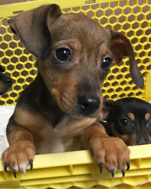 This male Chihuahua-dachshund puppy is in kennel No. 2d, ID No. 6994. Photo courtesy of Lake County Animal Care and Control. 6994chidachsiemix
