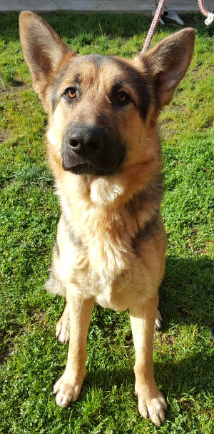 This male German Shepherd is in kennel No. 21, ID No. 6999. Photo courtesy of Lake County Animal Care and Control. 6999malegsd