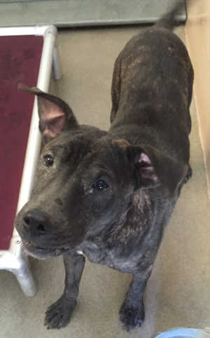 “Maggie” is a female Labrador Retriever mix in kennel No. 6, ID No. 5537. Photo courtesy of Lake County Animal Care and Control. 6maggie