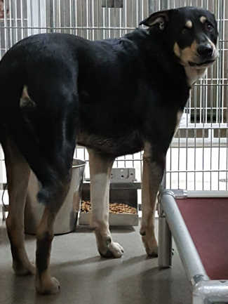 “Tippy” is a male border collie in kennel No. 30a, ID No. 7003. Photo courtesy of Lake County Animal Care and Control. 7003tippy