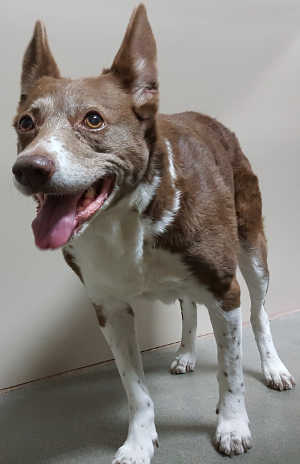 “Amber” is a female border collie in kennel No. 30b, ID No. 7004. Photo courtesy of Lake County Animal Care and Control. 7004bordercollie