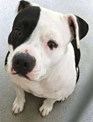 This female pit bull terrier mix is in kennel No. 12, ID No. 7156. Photo courtesy of Lake County Animal Care and Control. 7156bwpitmixnew