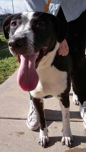 This female border collie-pit bull mix is in kennel No. 16, ID No. 7164. Photo courtesy of Lake County Animal Care and Control. 7164bordercolliepit
