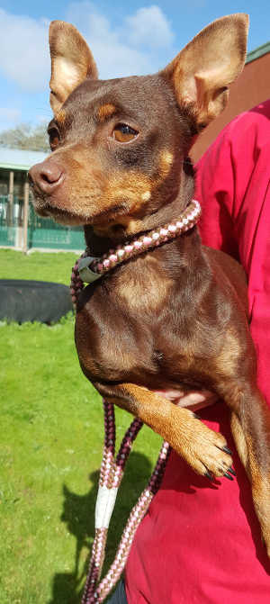 This male Chihuahua mix is in kennel No. 2, ID No. 7169. Photo courtesy of Lake County Animal Care and Control. 7169chimix