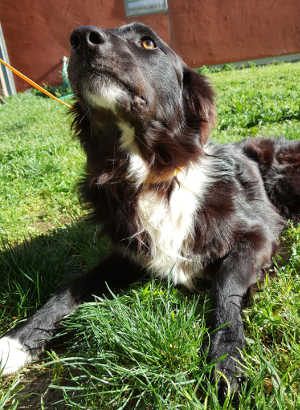 This male border collie is in kennel No. 18, ID No. 7179. Photo courtesy of Lake County Animal Care and Control. 7179bordercolliemix