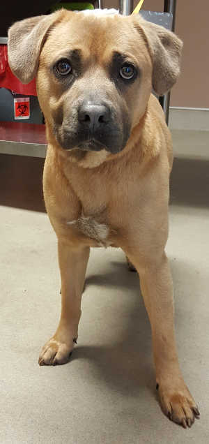 “Archi” is a young male hound mix in kennel No. 21, ID No. 7183. Photo courtesy of Lake County Animal Care and Control. 7183archihound