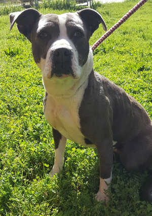 This female pit bull mix is in kennel No. 9, ID No. 7184. Photo courtesy of Lake County Animal Care and Control. 7184pitmix