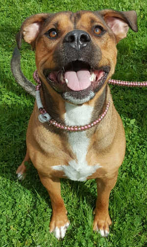 This male American Staffordshire Terrier-mastiff is in kennel No. 11, ID No. 7225. Photo courtesy of Lake County Animal Care and Control. 7225staffmastiff