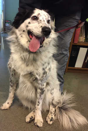 This female border collie is in kennel No. 14, ID No. 7227. Photo courtesy of Lake County Animal Care and Control. 7227bordercollie