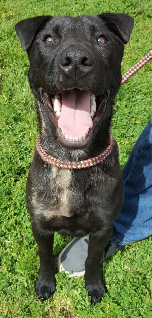 “Midnight” is a young male Labrador Retriever mix in kennel No. 7, ID No. 7239. Photo courtesy of Lake County Animal Care and Control. 7239midnightdog