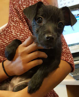 This male wirehaired terrier mix puppy is in kennel No. 4, ID No. 7244. Photo courtesy of Lake County Animal Care and Control. 7244terrierpup