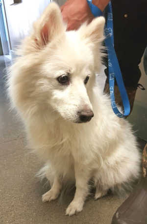 “Lexi” is a female American Eskimo Dog in kennel No. 20, ID No. 7247. Photo courtesy of Lake County Animal Care and Control. 7247eskimodog