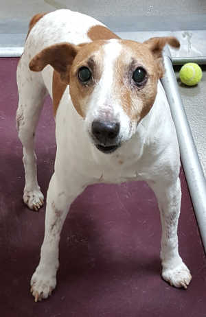“Elmer” is a Jack Russell Terrier in kennel No. 15, ID No. 7256. Photo courtesy of Lake County Animal Care and Control. 7256jackrussell