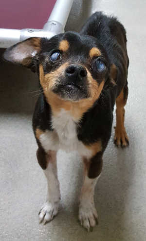 This male Chihuahua is in kennel No. 16, ID No. 7257. Photo courtesy of Lake County Animal Care and Control. 7257chihuahua