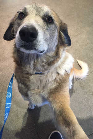 This female collie-shepherd mix is in kennel No. 26, ID No. 7260. Photo courtesy of Lake County Animal Care and Control. 7260collieshepherd