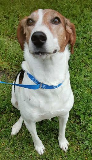 “Sniff” is a female coonhound in kennel No. 17, ID No. 7290. Photo courtesy of Lake County Animal Care and Control. 7290coonhound