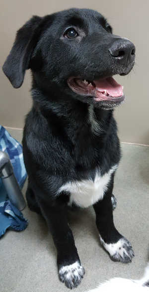 “Fluffy” is a young male Labrador Retriever mix in kennel No. 33a, ID No. 7299. Photo courtesy of Lake County Animal Care and Control. 7299labmix