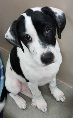 “Moo Moo” is a young female Labrador Retriever mix in kennel No. 33b, ID No. 7300. Photo courtesy of Lake County Animal Care and Control. 7300labmix