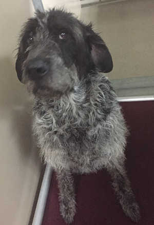 “Sheriff” is a wirehaired pointing griffon in kennel No. 23, ID No. 7307. Photo courtesy of Lake County Animal Care and Control. 7307pointinggriffon
