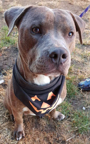 “Tank” is a male pit bull terrier mix in kennel No. 7, ID No. 6253. Photo courtesy of Lake County Animal Care and Control. 7tank