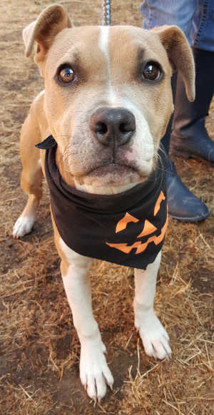 This female pit bull terrier mix pup is in kennel No. 8, ID No. 6284. Photo courtesy of Lake County Animal Care and Control. 8redpitpup