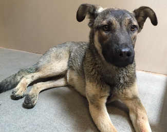 This female German Shepherd mix is in kennel No. 10, ID No. 5065. Photo courtesy of Lake County Animal Care and Control. 10femalegsdmix