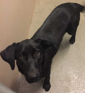 This young male Labrador Retriever mix is in kennel No. 25b, ID No. 5062. Photo courtesy of Lake County Animal Care and Control. 25byoungmalelab