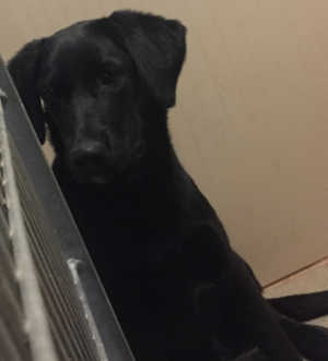 This young male Labrador Retriever mix is in kennel No. 25a, ID No. 5061. Photo courtesy of Lake County Animal Care and Control. 25youngmalelab