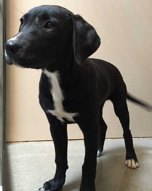 This female Labrador Retriever mix puppy is in kennel No. 32, ID No. 5066. Photo courtesy of Lake County Animal Care and Control. 32labpuppy