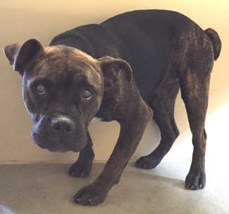 This female pit bull terrier mix is in kennel No. 5, ID No. 5029. Photo courtesy of Lake County Animal Care and Control. 5sadpit